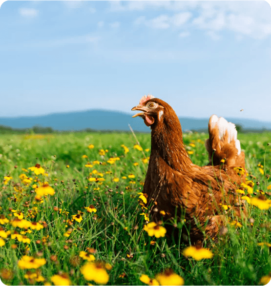 Chicken in Field