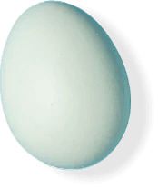 White Egg